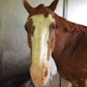 Meet your Posher, Lani